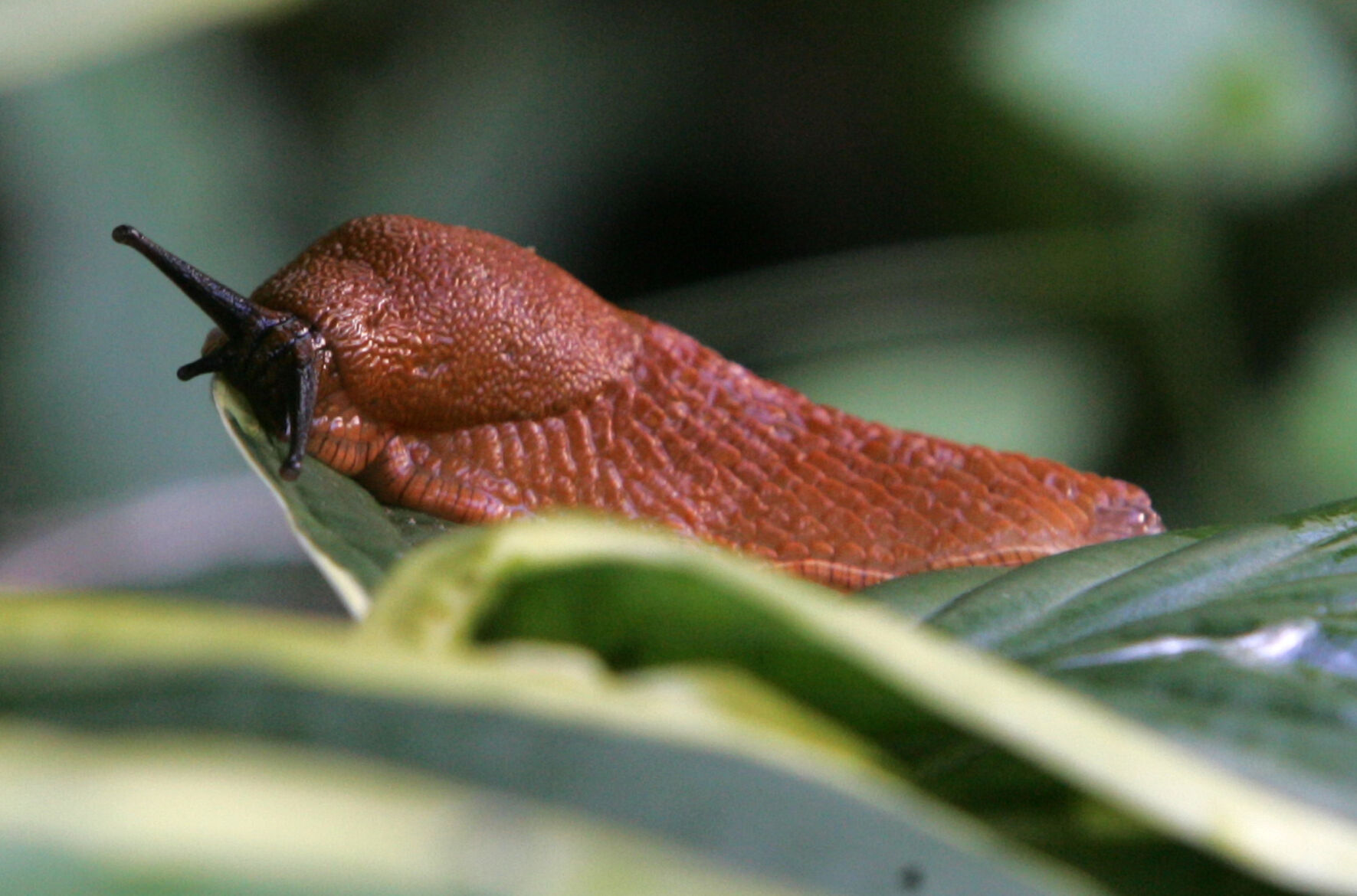Slug